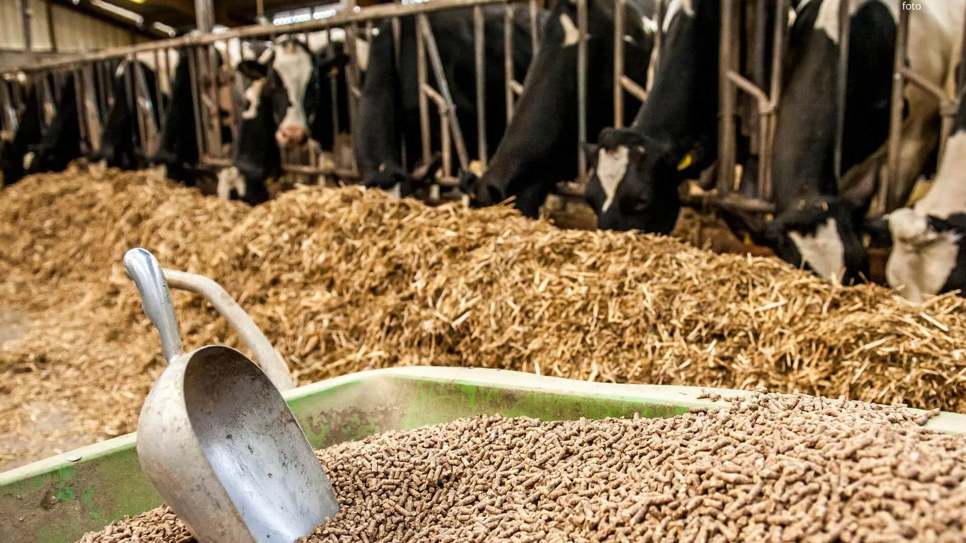 Artigo sobre nutrição