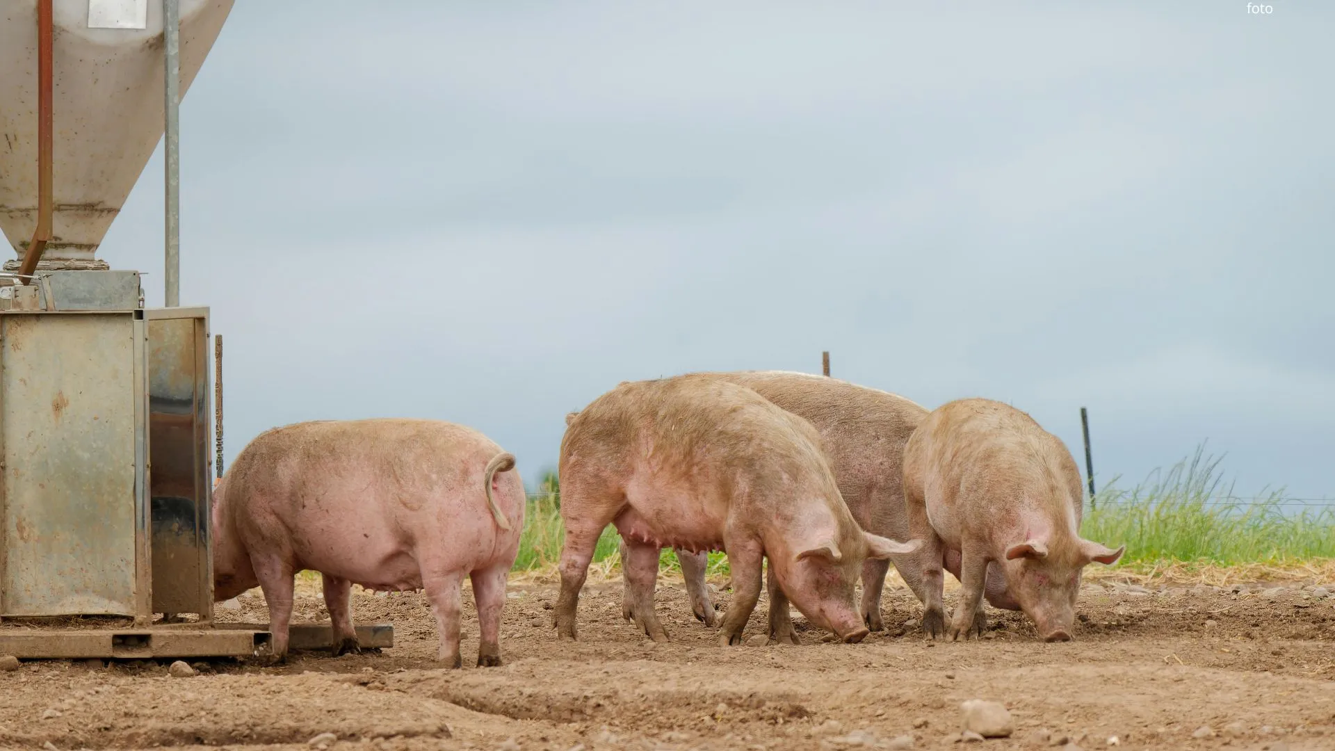 SPR Rações lança novas fórmulas para maior eficiência na produção