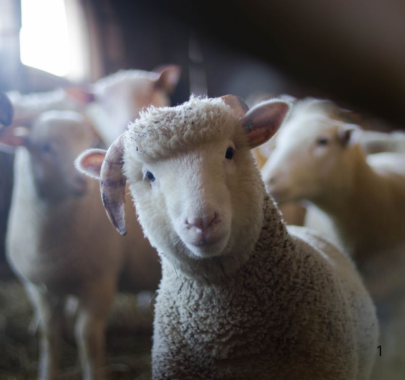 Ração Suínos Premium